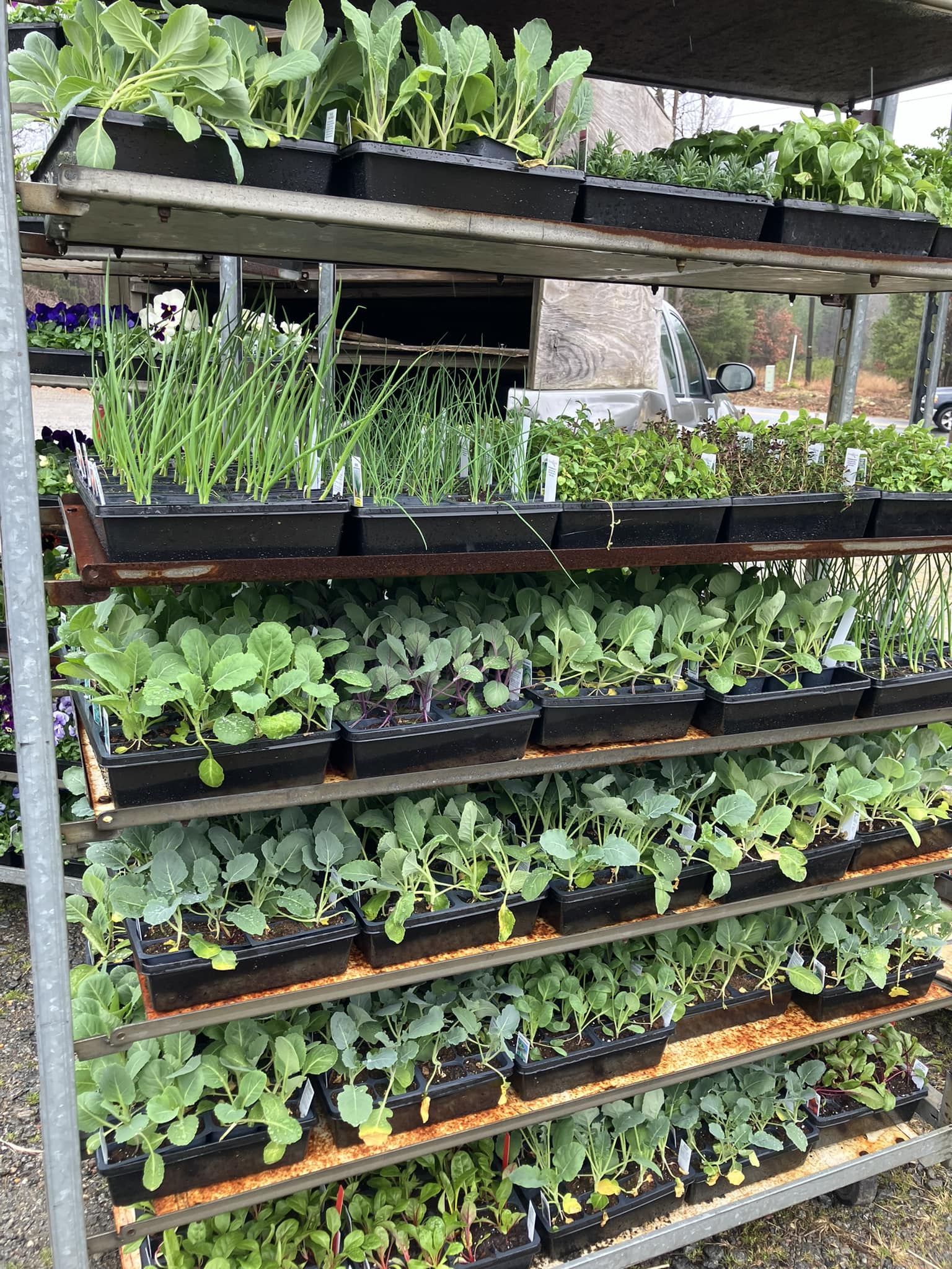 Plant Cart - Veggies