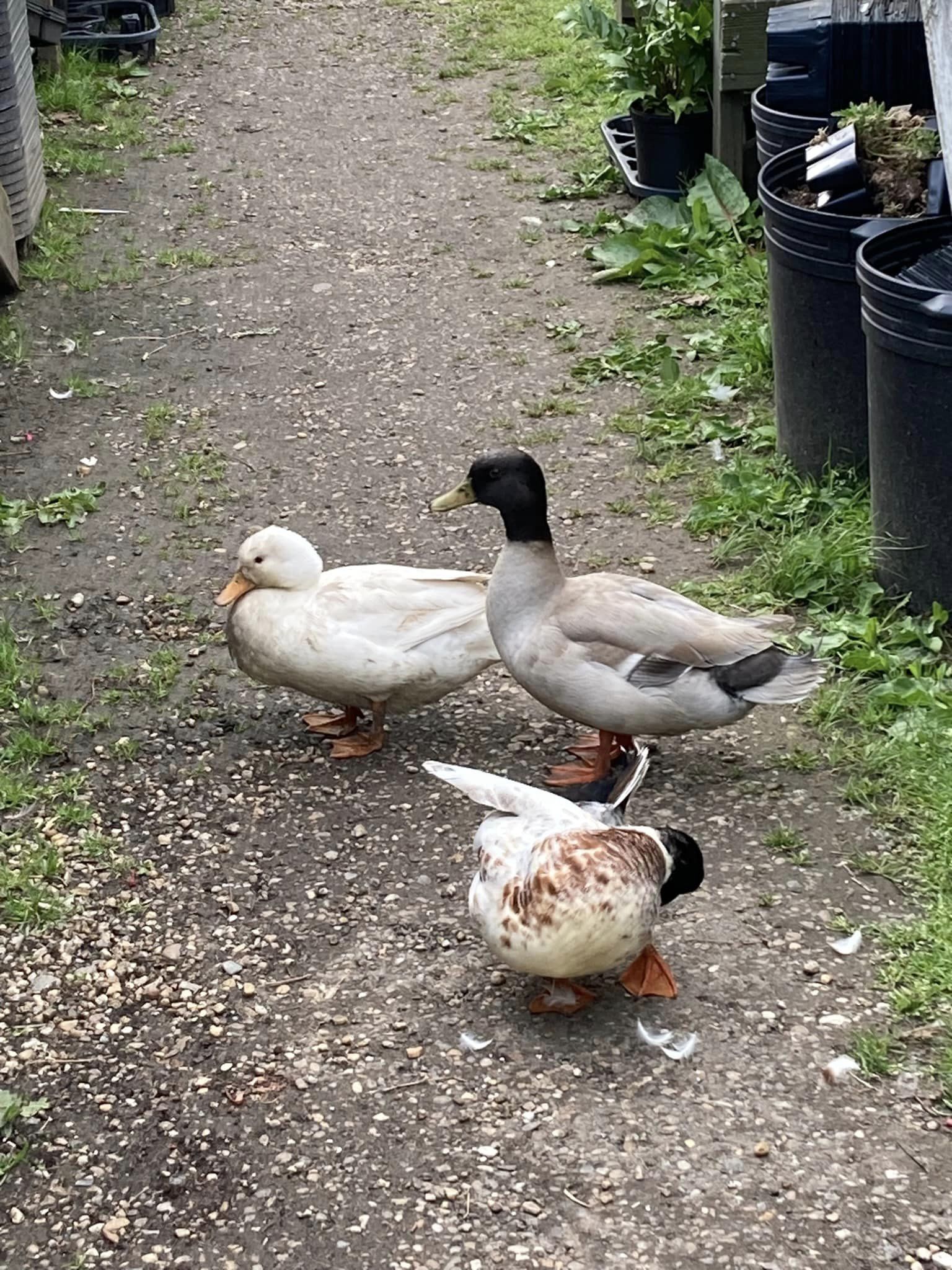 Ducks