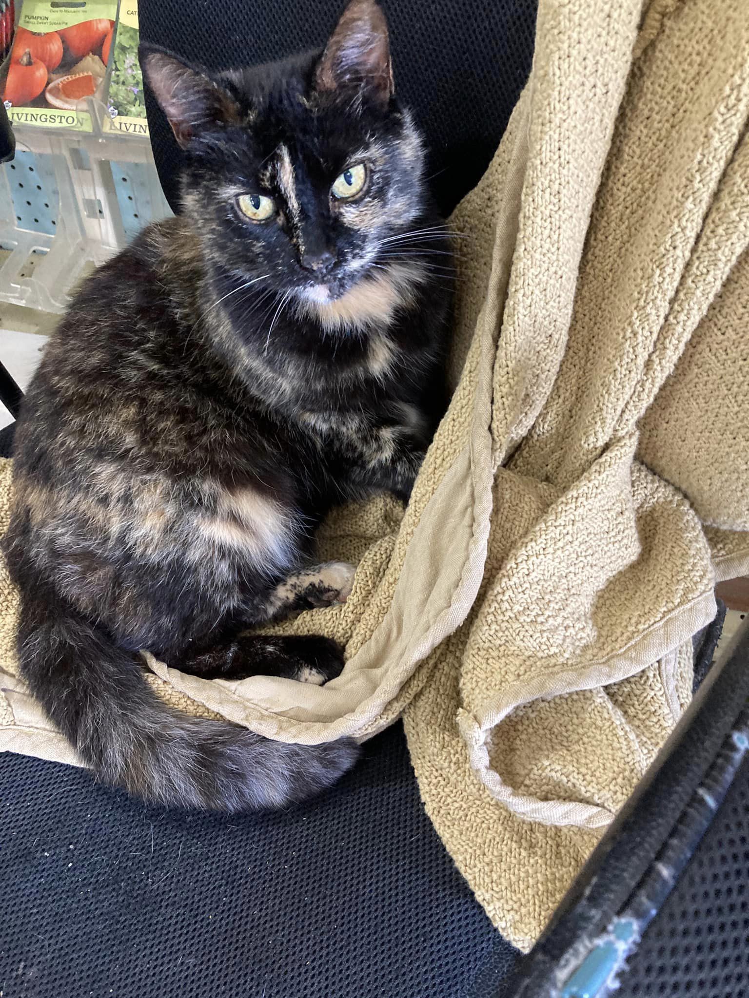 Greenhouse Mascot
