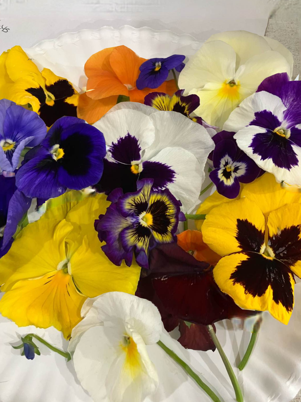 Pansies