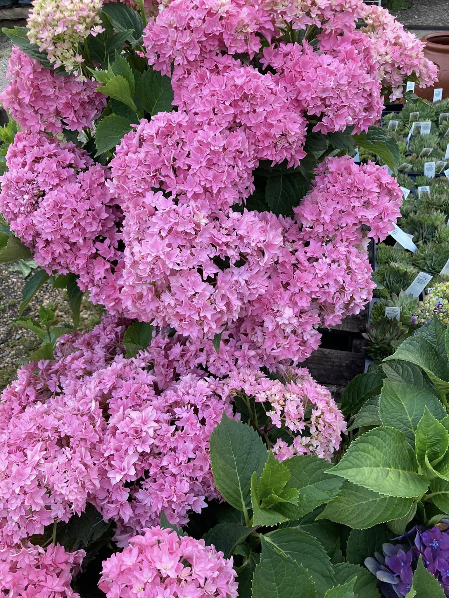 Pink Flowers