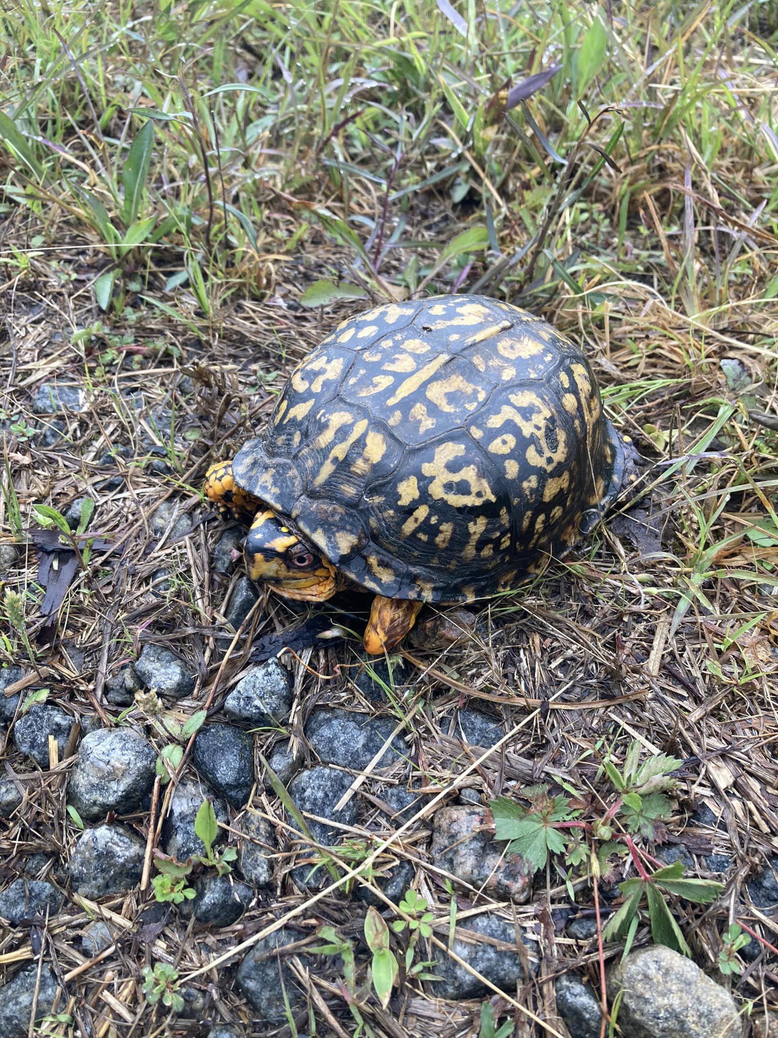 Turtle